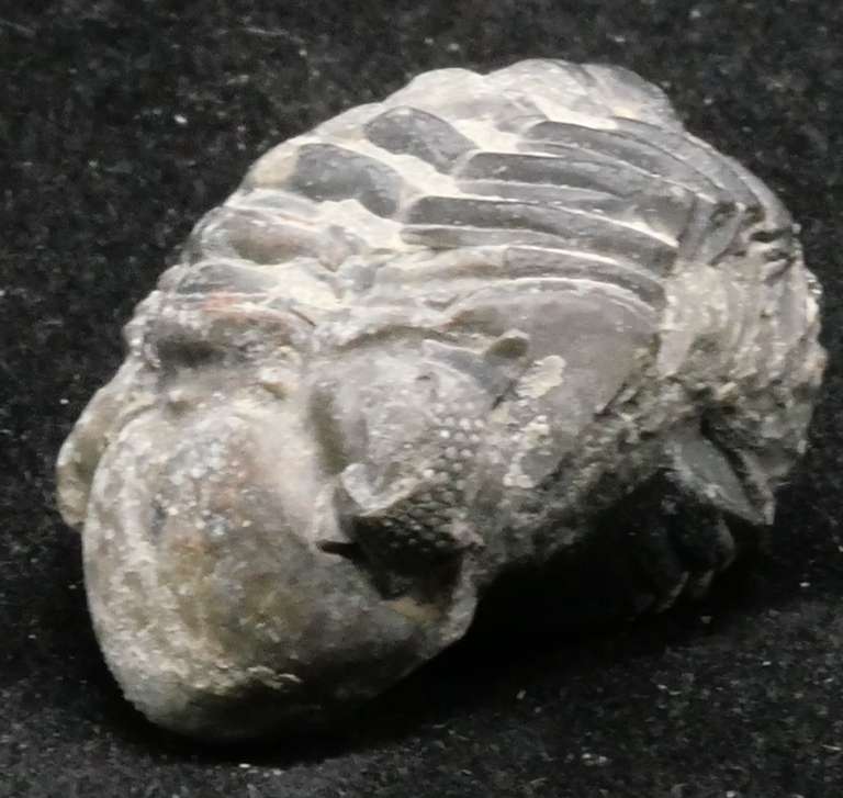 Trilobite vu de face