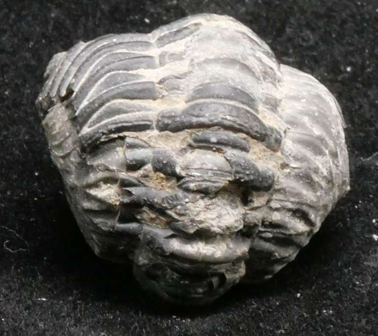 Trilobite vu de dos
