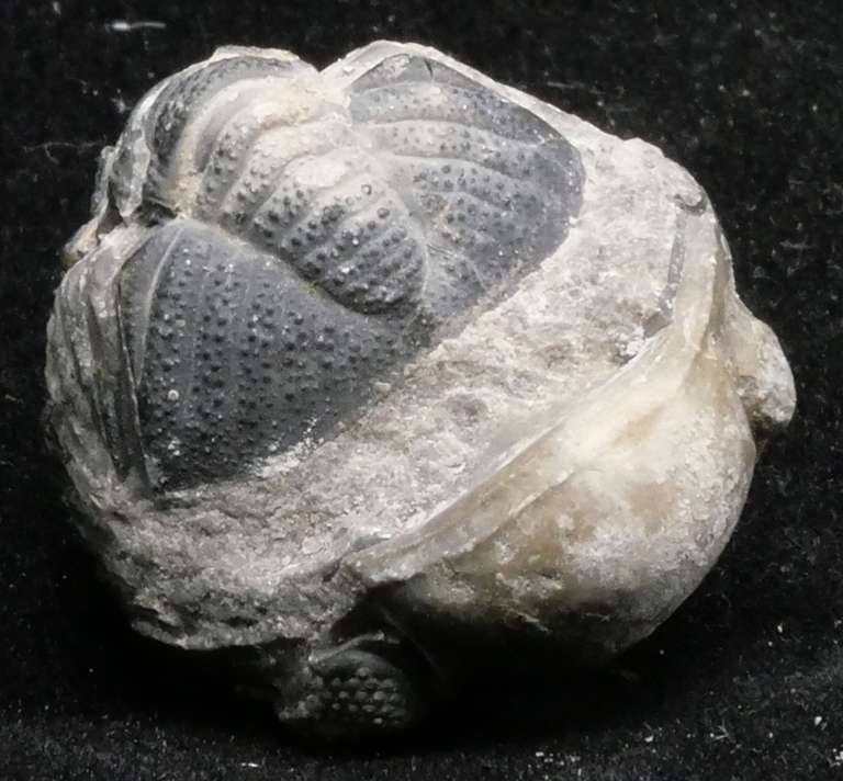 Trilobite vu de dessous