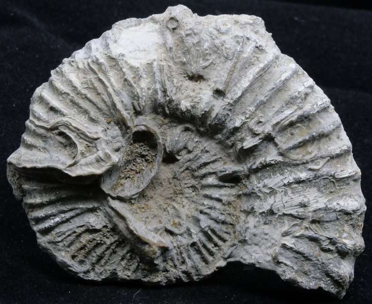 Ammonite tranchée