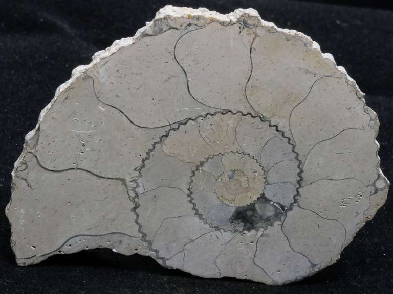 Ammonite tranchée