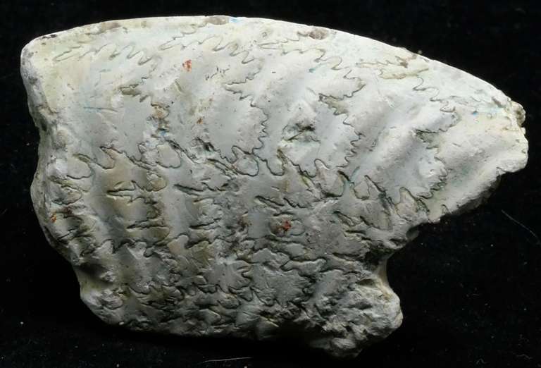 Fragment d'ammonite