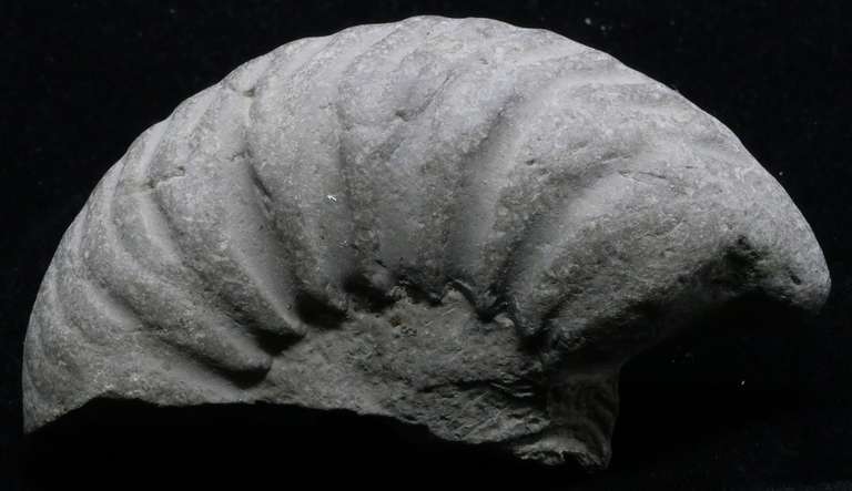 Fragment d'ammonite